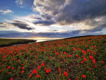 Red poppy flowers growing on field against sky