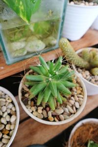 High angle view of potted plant on table