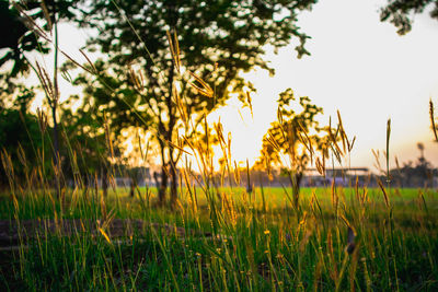 Scenic view of field against sky during sunset