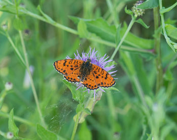 Close-up of butterfly on plant