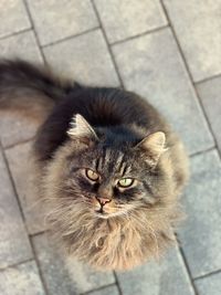 High angle portrait of cat on footpath