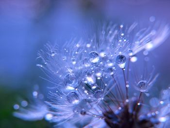 Close-up of wet dandelion seed