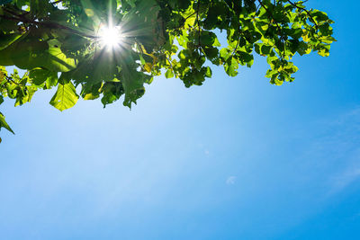 Low angle view of sunlight streaming through tree