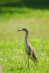 Bird perching on a field