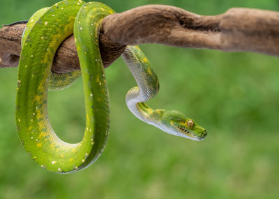 green