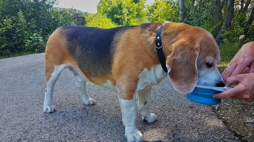 Midsection of person eating dog