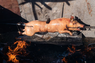 High angle view of meat