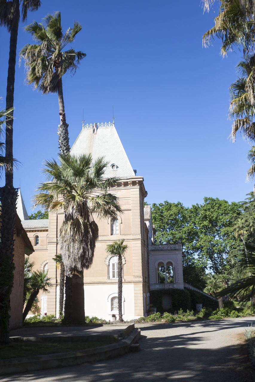 PALM TREES AGAINST BLUE SKY