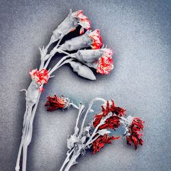 Close-up of red roses against gray background