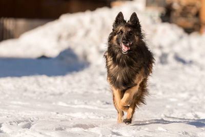 Dog running on snow covered land