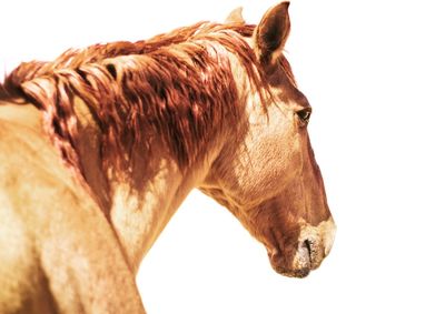 Close-up of a horse on field