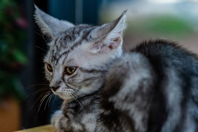 Close-up of a cat looking away