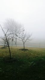 Bare tree on grass against sky