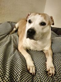 Close-up portrait of dog relaxing on bed at home