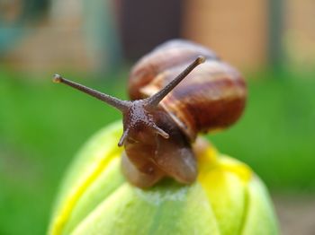 Close-up of snail on leaf