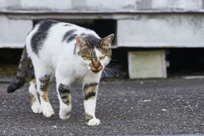 Close-up of cat