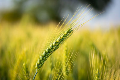 Close up of young green wheat on the field