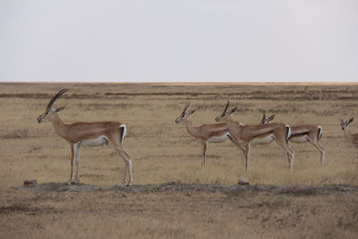 Deer on field against clear sky