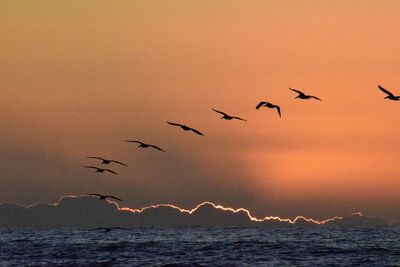 Birds flying over sea against sky at sunset