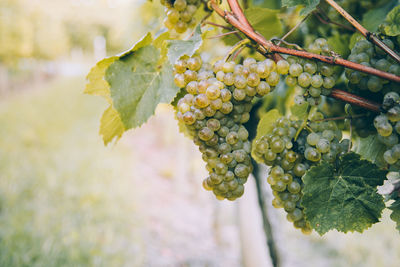 Close-up of grapes growing in vineyard