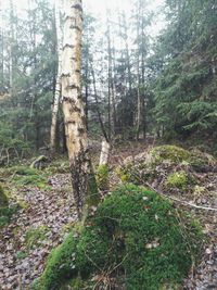 Pine trees in forest