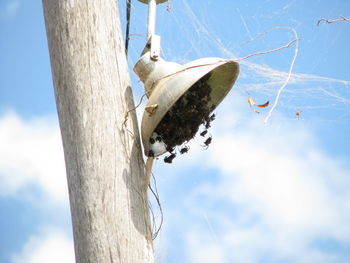 Low angle view of bird perching on tree against sky