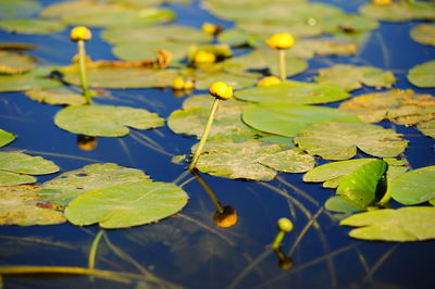 Close-up of lotus water lily in lake