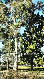 Trees growing against sky