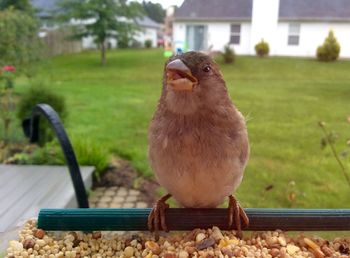 Close-up of bird