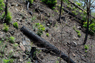 High angle view of tree trunk in forest