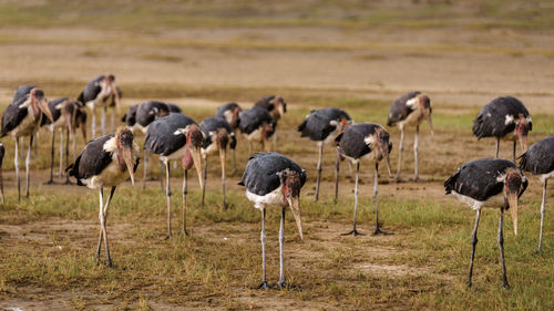 Flock of birds perching on land