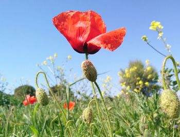 Close-up of red poppy flowers growing on field against sky