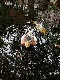 Duck swimming in a lake