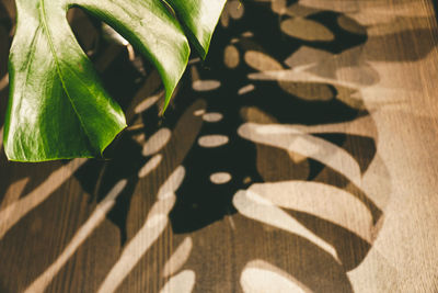 Close-up of leaves on table