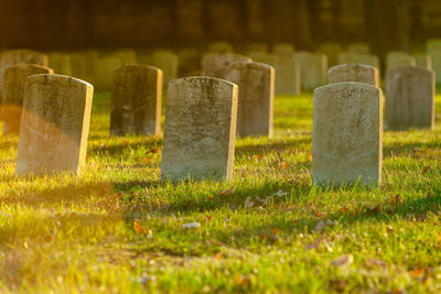 Plants growing in cemetery