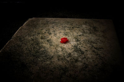 Red water lily on marble top