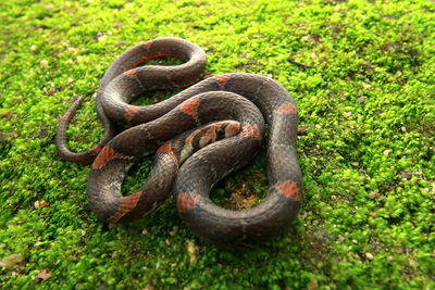 Close-up of lizard on grass