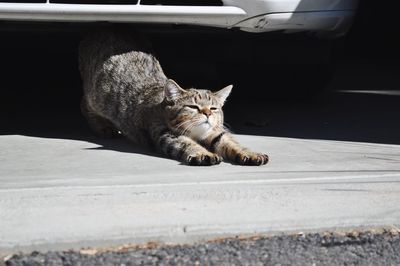 Close-up of cat lying on car