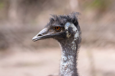 Close-up headshot of an ostrich