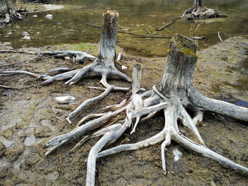 Close-up of dead tree trunk