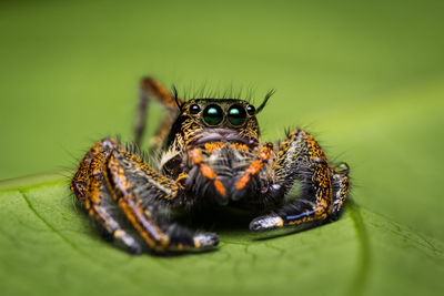 Close-up of spider