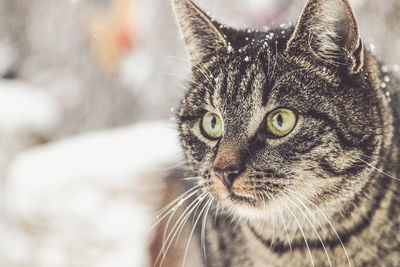 Close-up portrait of a cat