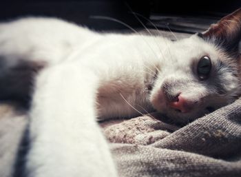 Close-up of a cat lying on bed