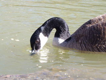 Swan swimming in lake