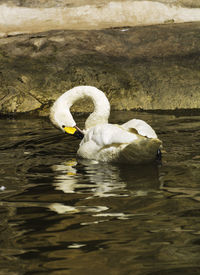 Swan swimming in lake
