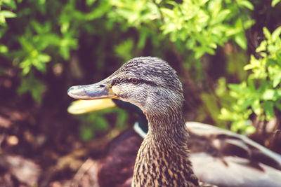 Side view close-up of two ducks