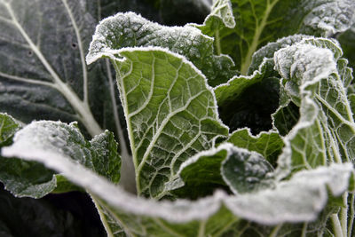 Close-up of snow on plant