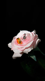 Close-up of pink rose flower against black background