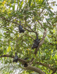 Low angle view of bird perching on tree