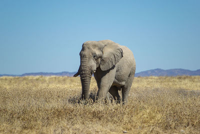 Elephant standing on field against clear sky